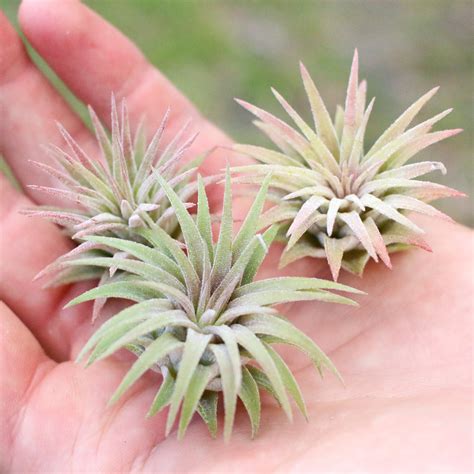 Tillandsia Ionantha 20 Seeds Air Plant Seeds Indooroutdoor Etsy