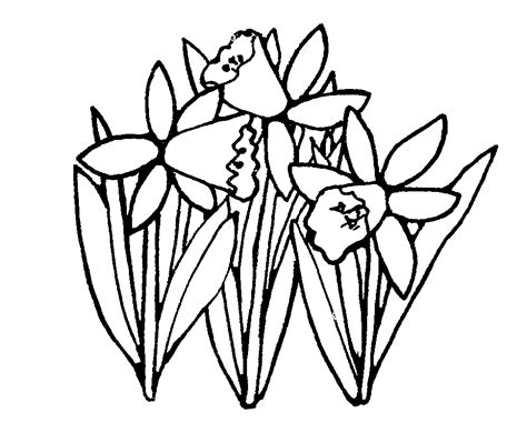 Daffodil Clip Art Black And White - ClipArt Best