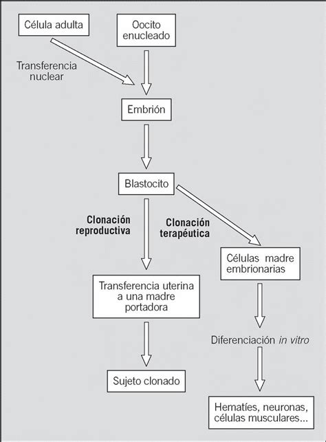 Clonación Y Células Madre Medicina Clínica Medicina Clínica