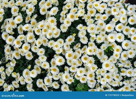 Gruppo Di Fiori Di Miniera Bianco E Di Centro Giallo Che Fioriscono In