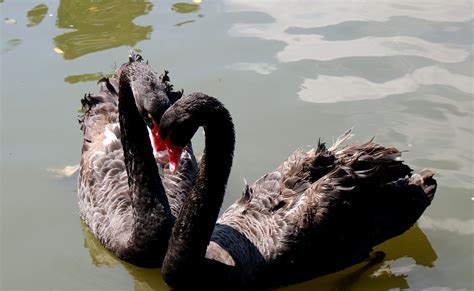 Cisne Negro Cisnes Aves Foto Gratis En Pixabay Pixabay