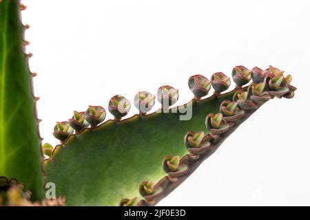 Kalanchoe Daigremontiana Anteriormente Conocido Como Bryophyllum