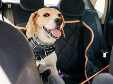 Vacaciones Con Mascotas Consejos B Sicos Para Viajar Con Tu Perro O Gato