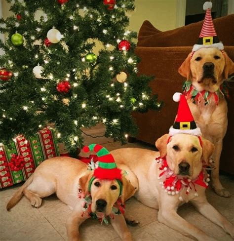 These Cute Yellow Labrador Retrievers 🐶 🎅 🎄 : r/CuteAnimalsTogether
