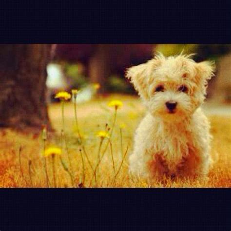 Adorable White Dog in the Grass