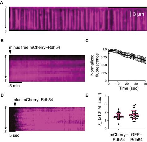 Rad And Rdh Occupy Spatially And Functionally Distinct Sites Within