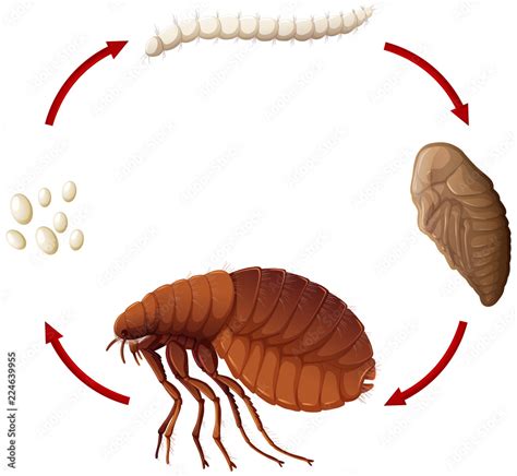 Life cycle of a flea Stock Vector | Adobe Stock