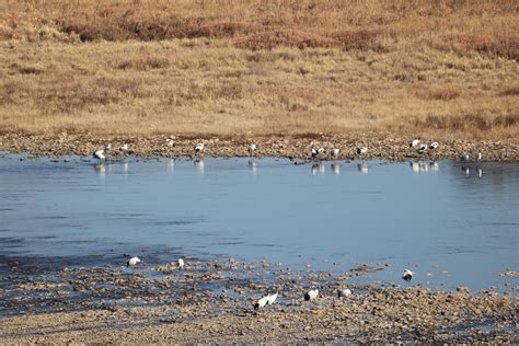 Korea's DMZ Offers a Safe Haven for Diverse Wildlife, For Now | Asia ...