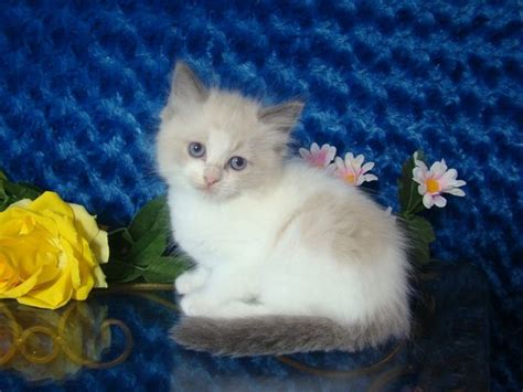 Ragdoll Kittens For Sale Buy Ragdoll Kittens Ragdoll Kitten