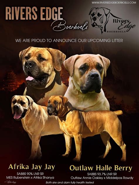 Boerboel Puppies For Sale