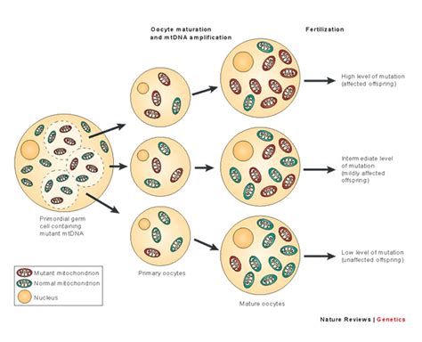 Human Body Hacks Disorders Resulting From Mutation In Mitochondrial Dna Mtdna