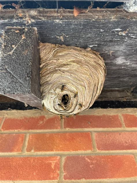 Wasp Nest Removal Services Ringwood Pest Control