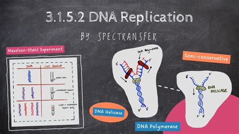 EASY REVISION AQA A Level Biology 3 1 5 2 DNA Replication YouTube