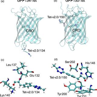 Conformational Space Of The Protein Chromophore Cro And Tetrazine