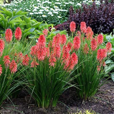 Kniphofia POCO™ ‘Red’. New Garden Plants