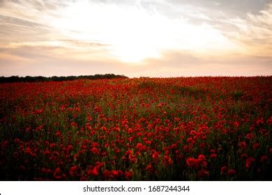 Beautiful Poppy Field Sunset Stock Photo 1687244344 | Shutterstock