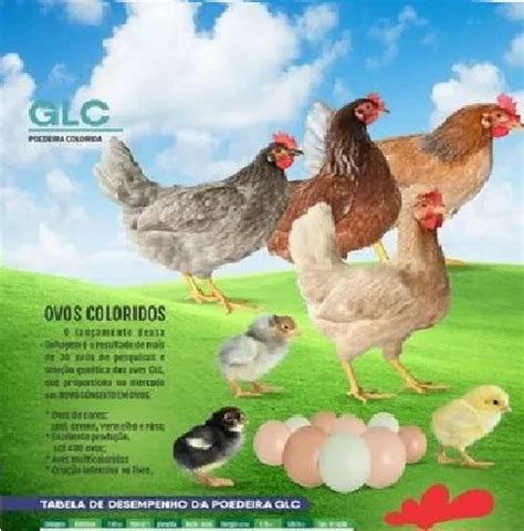 Ovos Galados Galinha Poedeira Glc 16 Parcelamento Sem Juros