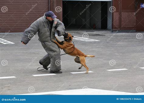 Police dogs in Russia. stock illustration. Illustration of police ...