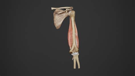 3d Human Anatomy Upper Limb Arm Anterior View Turbosquid 2217201