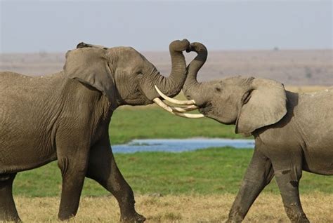 Elephants Twisting Trunks Into Heart Shape Notecard