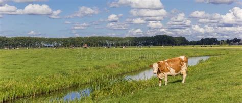 Panorama Of Dutch Black And White Holstein Cows Stock Photo Image Of