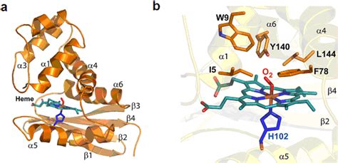 Heme Distortion Revealed By X Ray Crystal Structure A Overall D