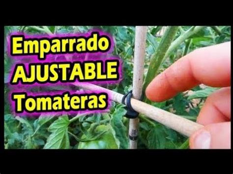 Qué Opinas de este Sistema de Entutorado de Tomateras en Huerto