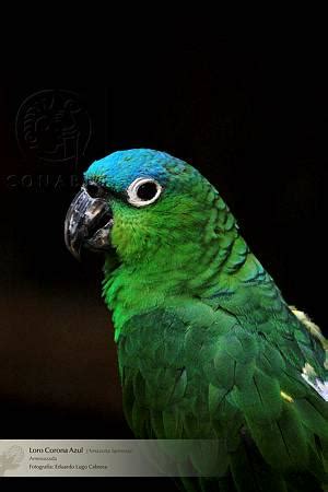 SEMARNAT México on Twitter Loro Corona Azul guacamayas cotorras