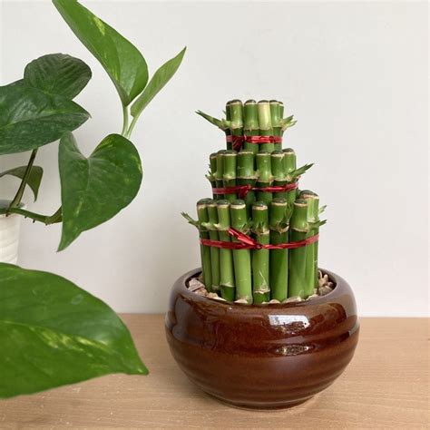 Jual Bambu Hoki Sri Rejeki Pagoda Tanaman Hias Mini Murah Lucky Bamboo