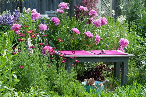 Holzbank Im Beet Neben Paeonia Bild Kaufen