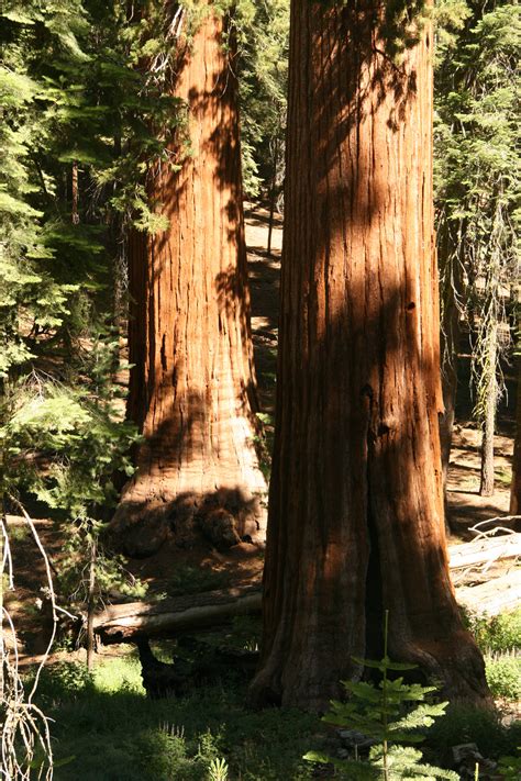 Giant Redwood Trees In Yosemite Free Stock Photo Public Domain Pictures