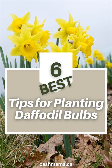 How To Plant Daffodil Bulbs In Fall Artofit