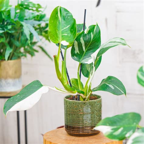 Philodendron White Wizard Cm Sklep Z Ro Linami Cocaflora