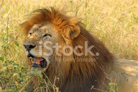 Male Lion Resting Stock Photo Royalty Free FreeImages