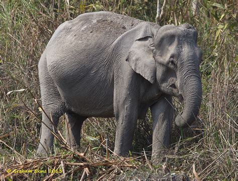 Asian Elephant Indian Elephant Elephas Maximus Iucn Endangered