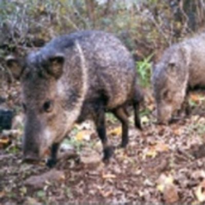 Javelina – Arizona Daily Independent