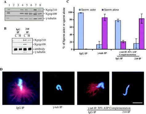 Immunodepletion Of Xgrip Inhibits Sperm Centrosome Formation A