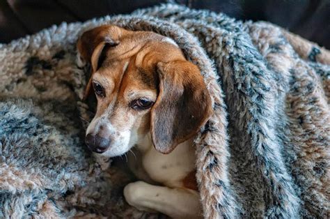 犬が風邪をひく原因と症状とは？風邪の対処法・予防方法を解説 Nademo ペットメディア【nademo なでも 】