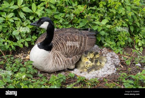 Nest Of Goose Hi Res Stock Photography And Images Alamy