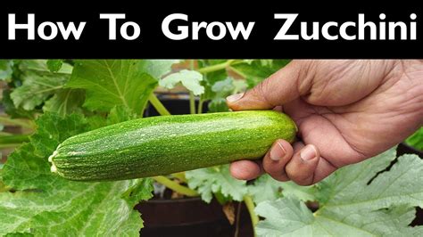 How To Grow Zucchini Growing Balls Zucchini Squash Courgette Or