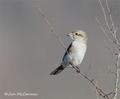 Ohio Birds And Biodiversity Nature Songbird Northern Shrike Possesses Homicidal Tendencies