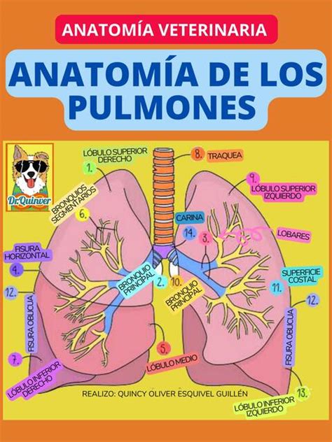 Anatomia De Los Pulmones Pulmones Anatomia Udocz Images The Best Porn