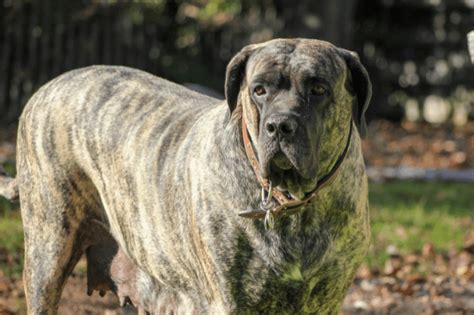 16 Amazing Brindle Dog Breeds That Youll Love Barkingtalk