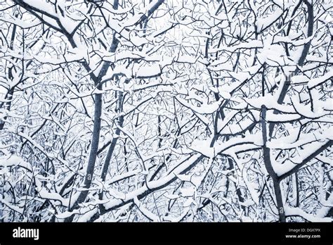 snowy winter trees background Stock Photo - Alamy