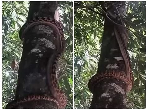 Dangerous Snake Was Seen Climbing Up Slowly Trapped In The Tree In