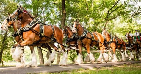 How Much Is A Budweiser Clydesdale Worth