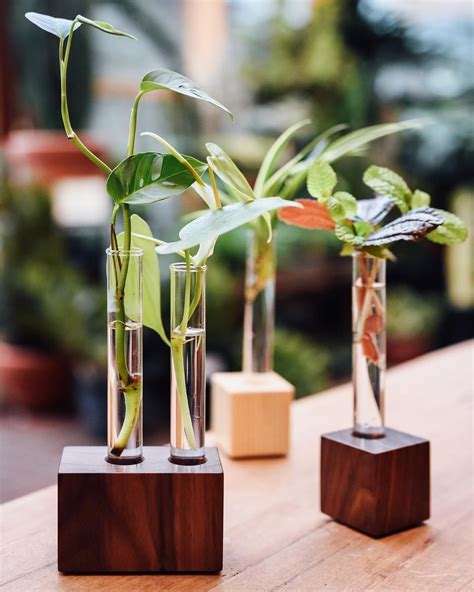 Were So Wild About These New Propagation Vases Such A Sweet Simple