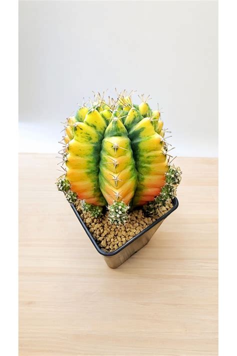 TULIN Gymno Gymnocalycium M Variegata ÖZEL RENK büyük boy 7 lik