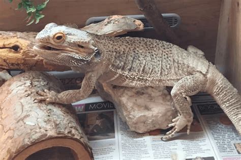 Our Favorite 75 Gallon Bearded Dragon Tank