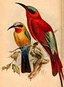 Category Merops Bullockoides Illustrations Wikimedia Commons